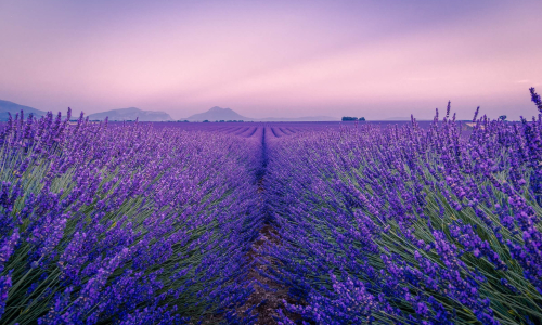 Provence-Alpes-Côte d'Azur